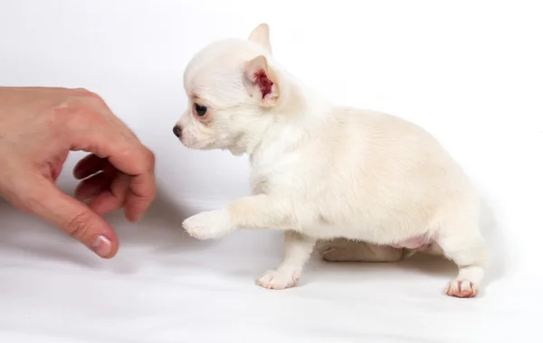 Beyaz arka planda chihuahua köpek yavrusu — Stok fotoğraf