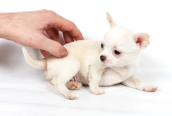 Chihuahua puppy voor witte achtergrond — Stockfoto