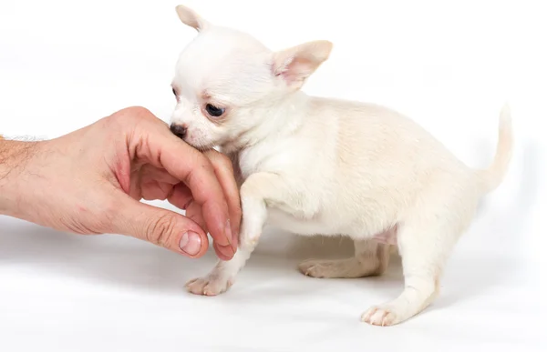 Chihuahua chiot en face de fond blanc — Photo