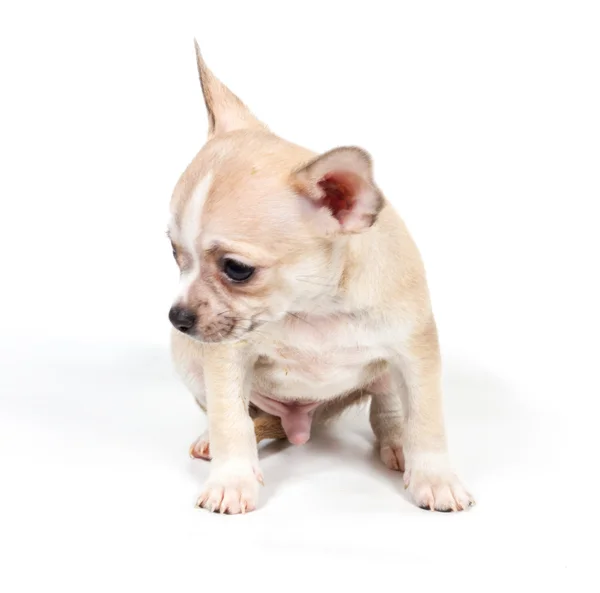 Chihuahua cucciolo davanti a sfondo bianco — Foto Stock