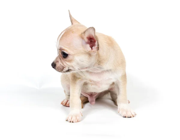 Chihuahua puppy in front of white background — Stock Photo, Image
