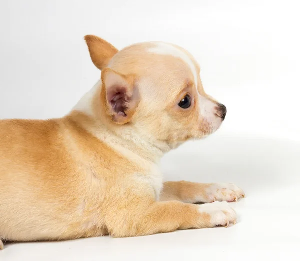 Chihuahua valp framför vit bakgrund — Stockfoto