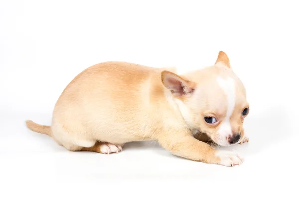 Chihuahua cachorro en frente de fondo blanco —  Fotos de Stock