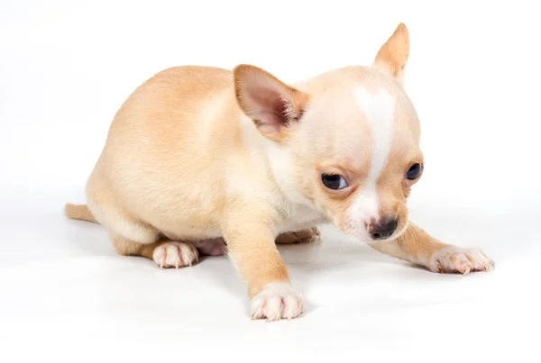 Chihuahua cachorro na frente de fundo branco — Fotografia de Stock