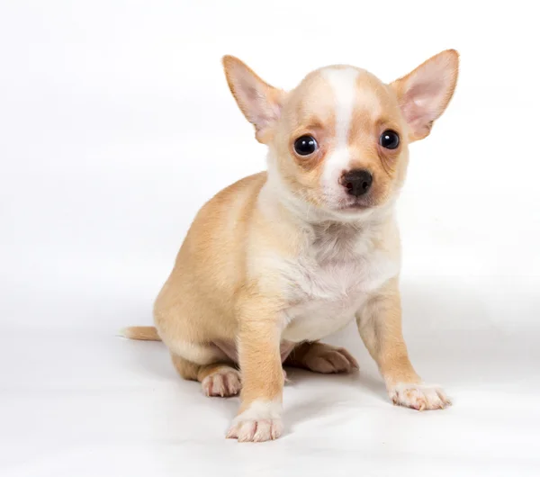 Chihuahua cachorro en frente de fondo blanco — Foto de Stock