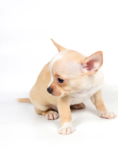 Chihuahua cucciolo davanti a sfondo bianco — Foto Stock
