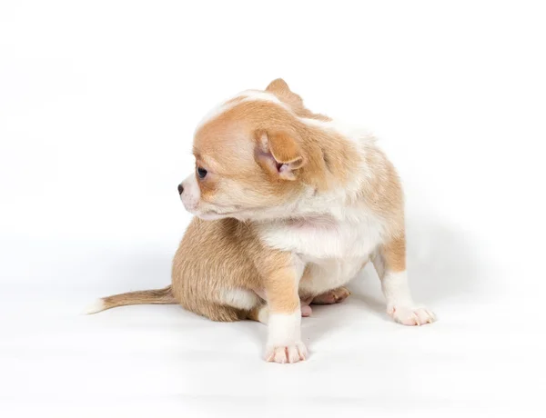 ลูกสุนัข Chihuahua ต่อหน้าพื้นหลังสีขาว — ภาพถ่ายสต็อก