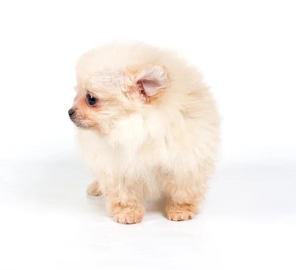 Pomerania Spitz cucciolo su sfondo bianco — Foto Stock
