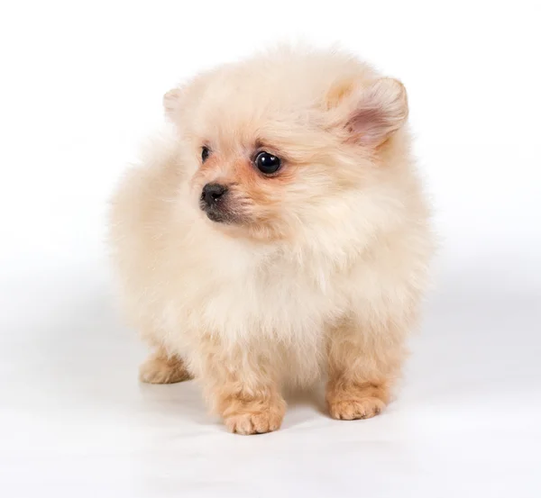 Beyaz arka planda Pomeranian Spitz köpekleri — Stok fotoğraf
