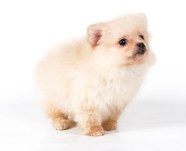 Pomeranian Spitz štěně na bílém pozadí — Stock fotografie