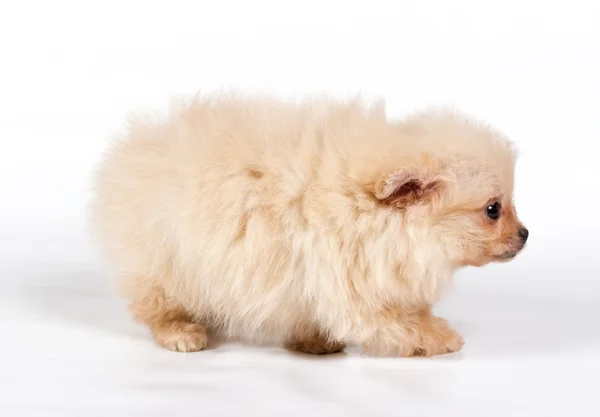 Pomerániai Spitz kiskutya fehér alapon — Stock Fotó