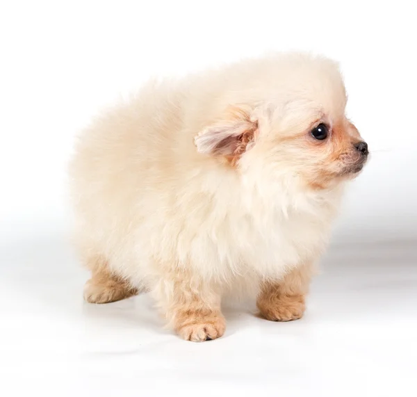 Pomeranian Spitz puppy on a white background — Stock Photo, Image