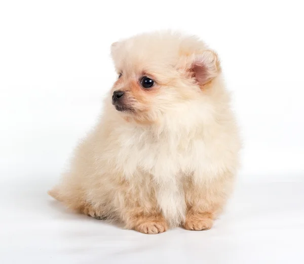 Pomeranian Spitz filhote de cachorro em um fundo branco — Fotografia de Stock