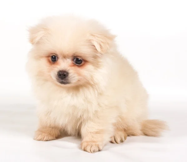 Pomeranian Spitz щенок на белом фоне — стоковое фото