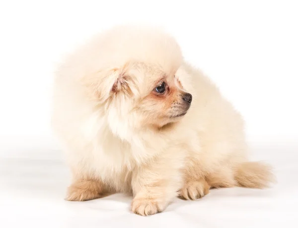 Beyaz arka planda Pomeranian Spitz köpekleri — Stok fotoğraf