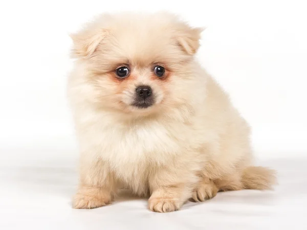 Pomeranian Spitz filhote de cachorro em um fundo branco — Fotografia de Stock