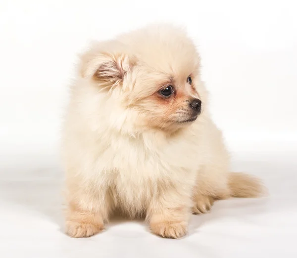 Pomeranian Spitz štěně na bílém pozadí — Stock fotografie