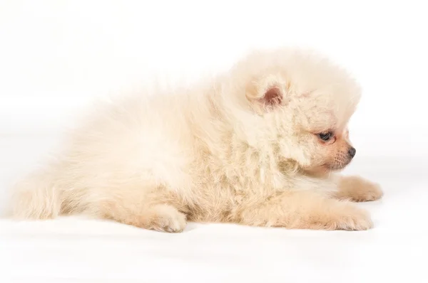 하얀 배경에 있는 포메라니안 스피츠 강아지 — 스톡 사진