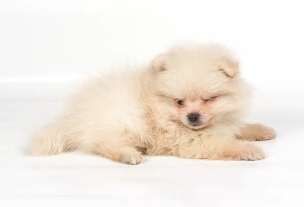 Pomerania Spitz cucciolo su sfondo bianco — Foto Stock