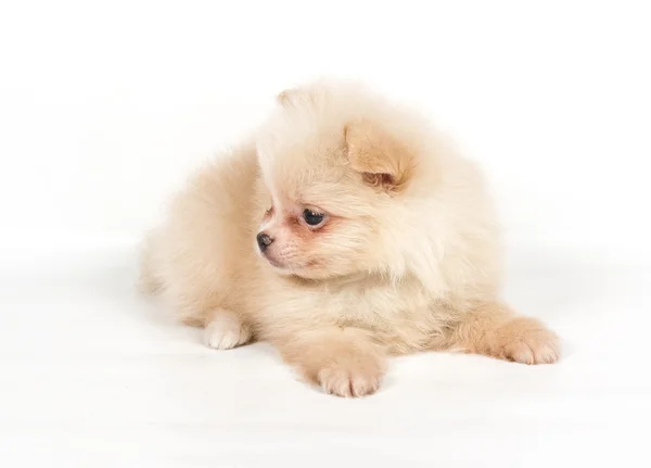 Pomeranian Spitz puppy op een witte achtergrond — Stockfoto