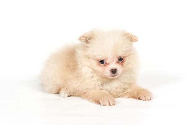 白い背景にポメラニアン・スピッツの子犬 — ストック写真