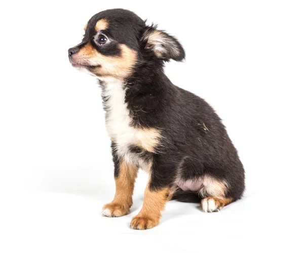 Chihuahua cachorro na frente de fundo branco — Fotografia de Stock