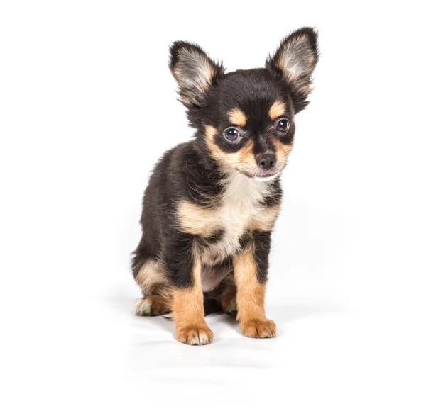Chihuahua cachorro na frente de fundo branco — Fotografia de Stock