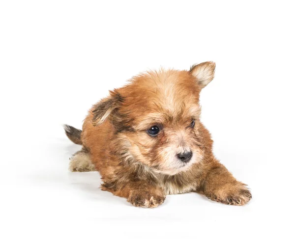 Chihuahua puppy voor witte achtergrond — Stockfoto