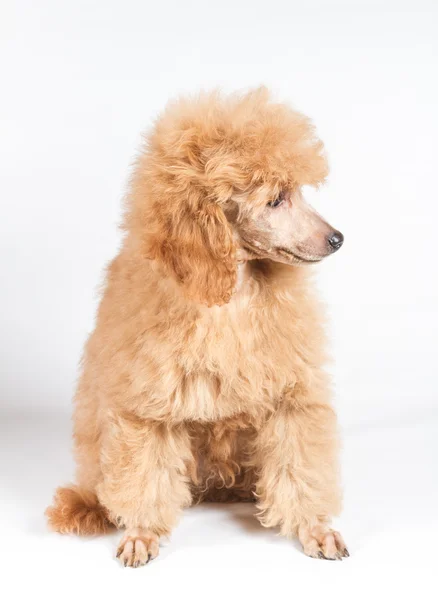 Retrato de cachorro de albaricoque sobre un fondo blanco — Foto de Stock