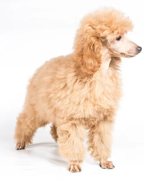 Abrikoos poedel pup portret op een witte achtergrond — Stockfoto