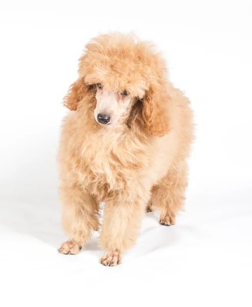 Retrato de cachorro poodle de damasco em um fundo branco — Fotografia de Stock