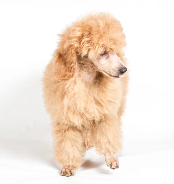 Retrato de cachorro poodle de damasco em um fundo branco — Fotografia de Stock