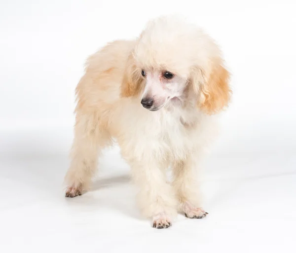 Apricot poodle puppy portrait on a white background — Stock Photo, Image