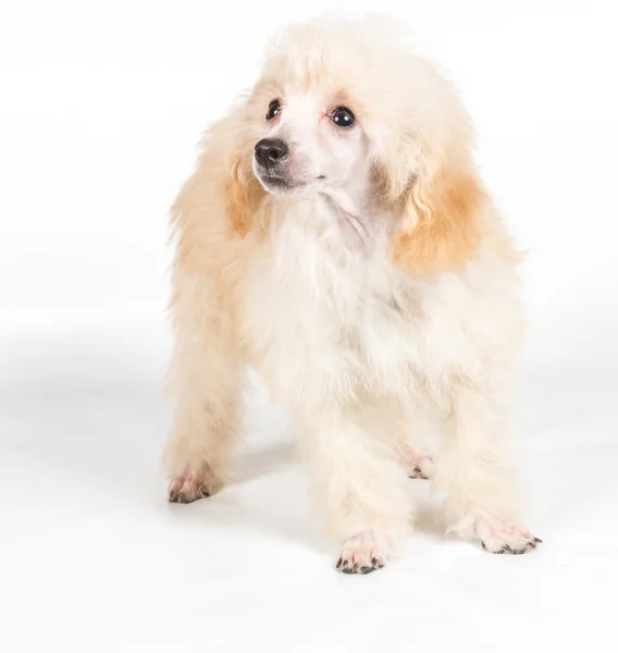 Βερίκοκο poodle κουτάβι πορτρέτο σε λευκό φόντο — Φωτογραφία Αρχείου
