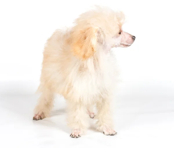 白い背景の上のあんずプードルの子犬の肖像画 — ストック写真