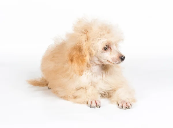 Абрикосовый портрет щенка пуделя на белом фоне — стоковое фото