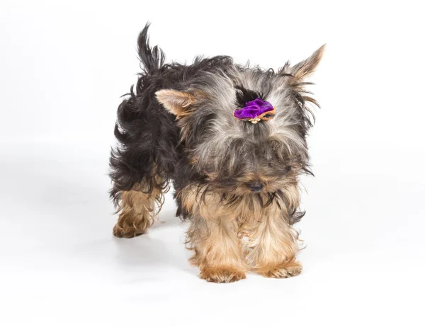 Yorkshire terrier looking at the camera in a head shot, against — Stock Photo, Image