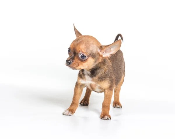 Chihuahua kölyök (3 hónap) egy fehér háttér előtt — Stock Fotó