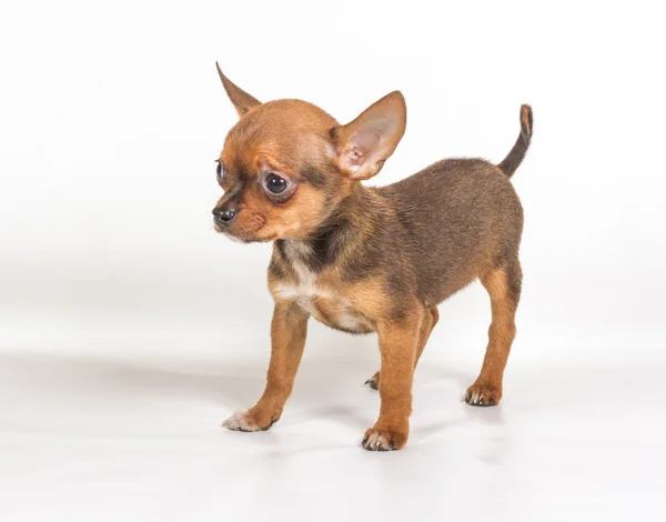 Chihuahua pup (3 maanden) voor een witte achtergrond — Stockfoto