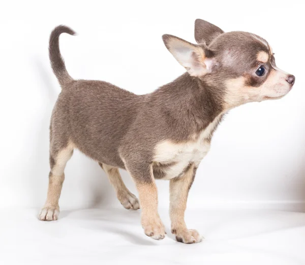 Čokoláda a bílý čivava štěně, 8 týdnů stará, stojící v fr — Stock fotografie