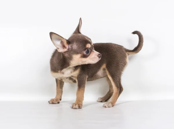 Cioccolato e bianco Chihuahua cucciolo, 8 settimane, in piedi in fr — Foto Stock
