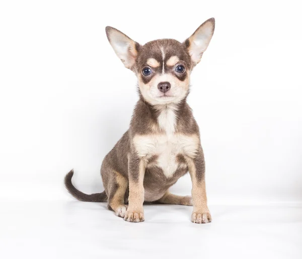Chocolate y cachorro Chihuahua blanco, 8 semanas de edad, de pie en fr —  Fotos de Stock