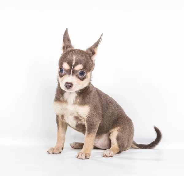 Chocolate and white Chihuahua puppy, 8 weeks old, standing in fr — Stock Photo, Image