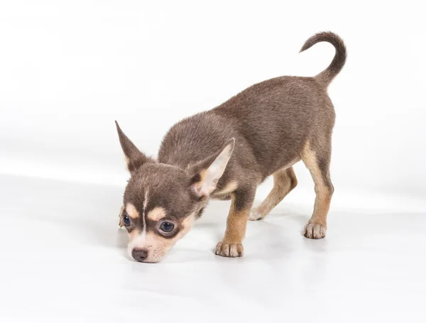 Chocolate y cachorro Chihuahua blanco, 8 semanas de edad, de pie en fr —  Fotos de Stock