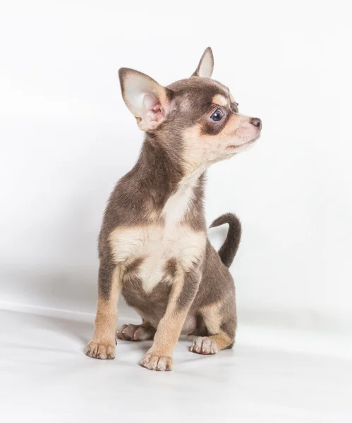 Chiot Chihuahua blanc et chocolat, 8 semaines, debout en fr — Photo
