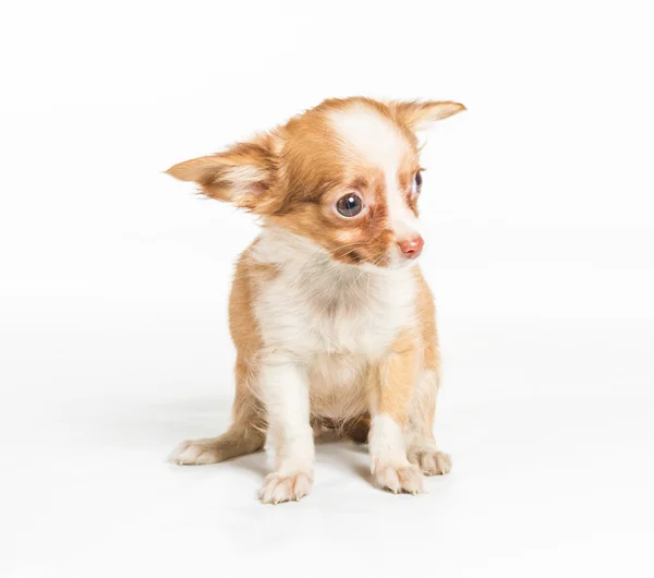 Chihuahua puppy (3 months) in front of a white background — Stock Photo, Image