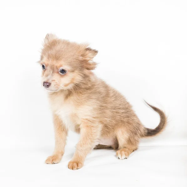 Cucciolo di chihuahua (3 mesi) davanti a uno sfondo bianco — Foto Stock