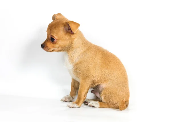 Chihuahua pup (3 maanden) voor een witte achtergrond — Stockfoto