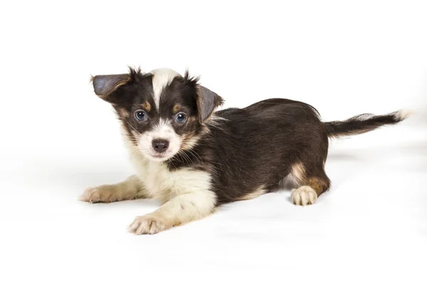 Chihuahua cachorro (3 meses) delante de un fondo blanco —  Fotos de Stock