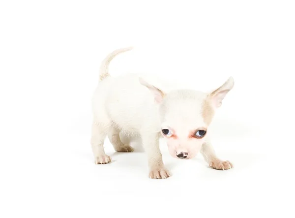 흰색 배경 앞 치와와 강아지 (3 개월) — 스톡 사진